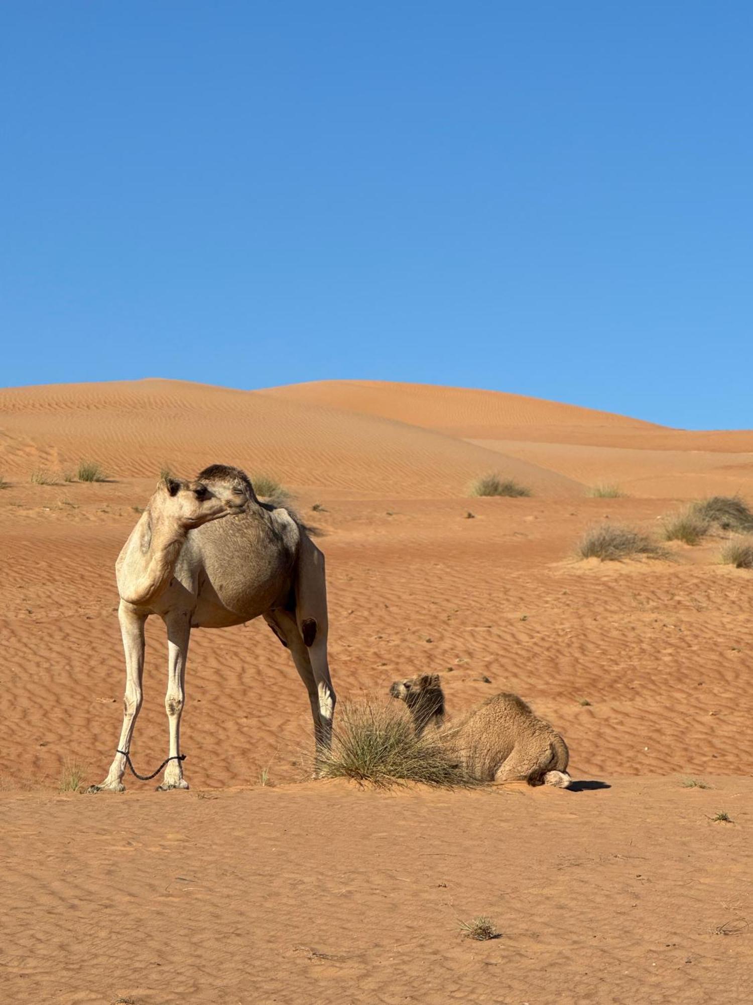 Bidiyah Old Bedouin Wahaiba Desert New Camp Campsite Bidiya